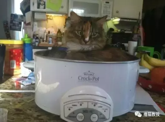猫窝, 是对喵星人灵魂的侮辱