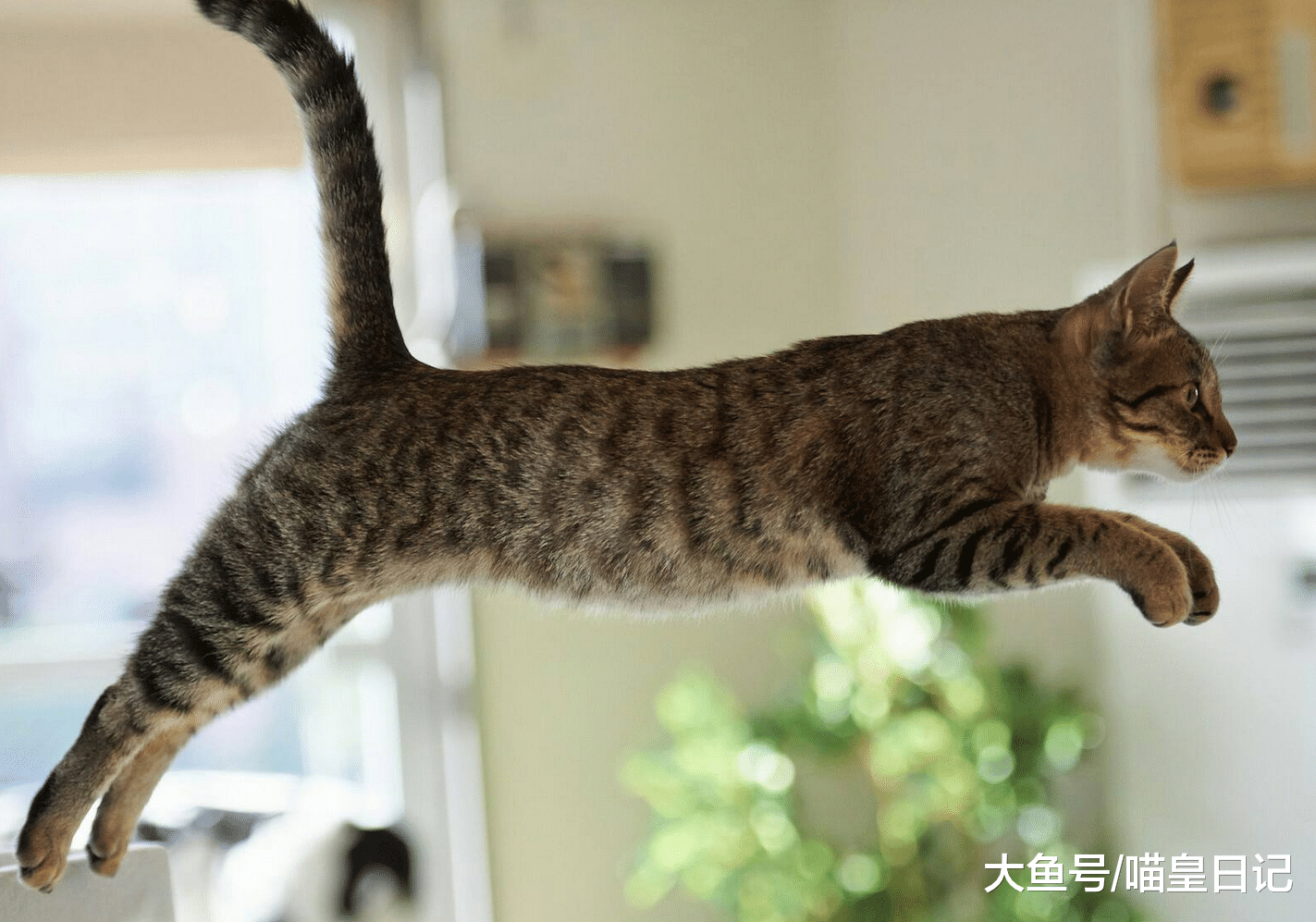 经常被喵星人遗忘的尾巴居然还有这些作用, 你都知道吗?