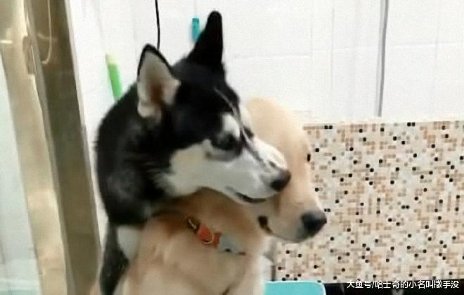 二哈你是嘴馋了? 这是要把金毛给啃了? 狗要不是不吃狗肉吗 ?