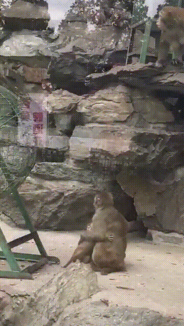 小猴子被大猴子扇了一巴掌, 母猴急了它的动作让人感叹: 母爱!