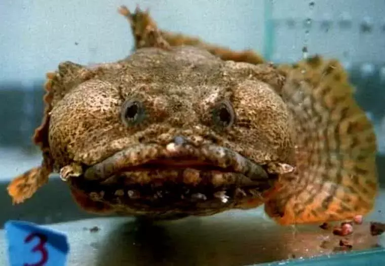 ?自然界有很多长的很随便的动物, 丝毫不注意自己的颜值