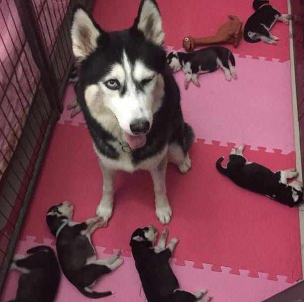 智障狗爸! 见到小二哈哭了, 直接叼走扔到食盆里, 网友: 是亲生的