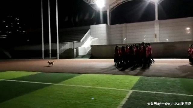 流浪狗听到广播就到学校来, 带领学生跑步, 3年了从未间断