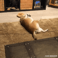 柴犬吃得太胖了, 它努力想翻身却还是动不了, 最后无奈放弃挣扎!