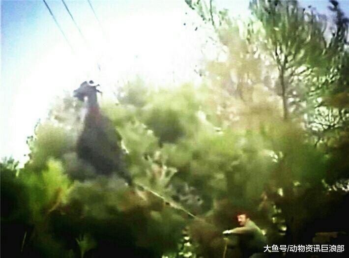 上树觅食的山羊被高压线缠住角 山羊: 还能比这更尴尬?