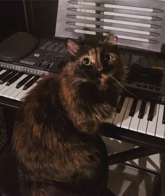 宠物就像小孩子