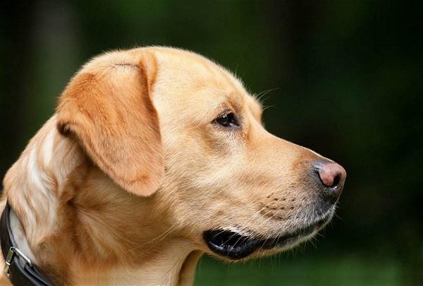 拉布拉多犬怎么训练, 拉布拉多怎么看才知道纯不纯