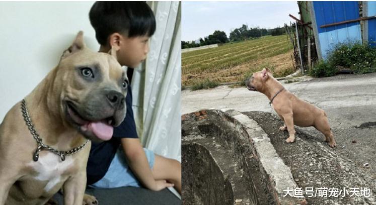 狗狗绑绳训练第一天回家纱门就一面倒, 妈妈吓坏: 它才8个月大