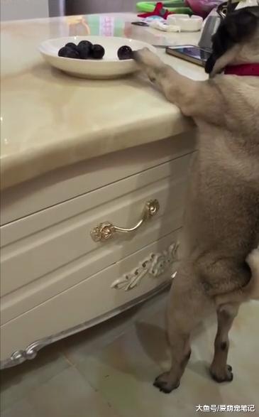 巴哥偷吃葡萄被逮个正着, 依然在挨打的边缘疯狂试探, 眼神好可爱