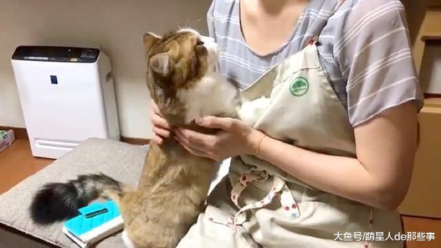 猫咪太喜欢自己的主人了, 眼睛眨也不眨地盯着主人看!