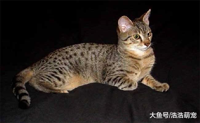 5种体味最大的猫咪, 一个比一个难闻, 让人难以忍受