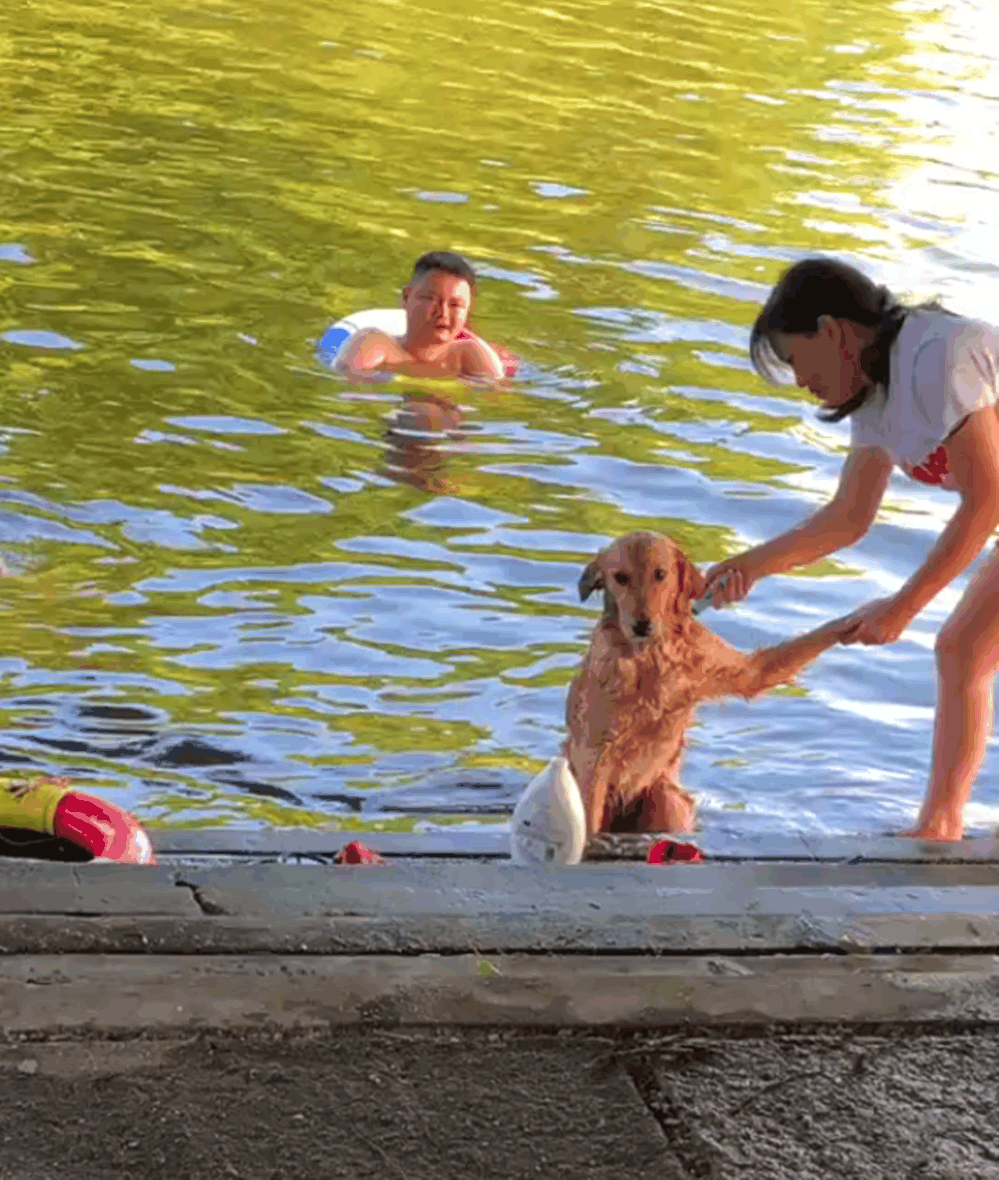 主人带金毛河边洗澡, 露天洗, 狗子还知道伸腿低头……