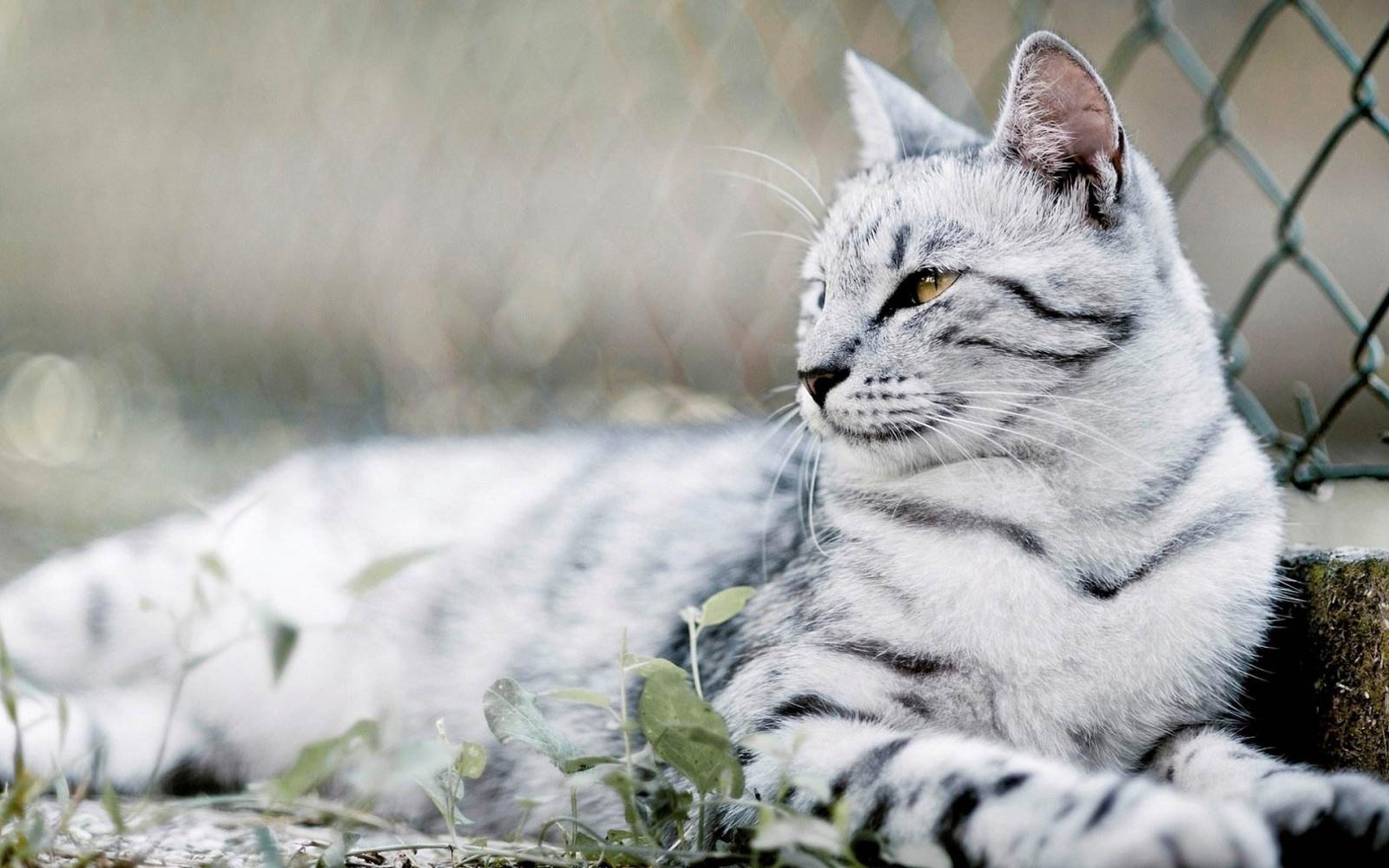 猫胡须的作用可大了, 谁那么无聊把猫胡须剪了, 路都不会走了