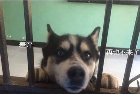 二哈饿肚子, 都没空拆家了, 跑出门趴在别人窗口上求食, 笑哭路人