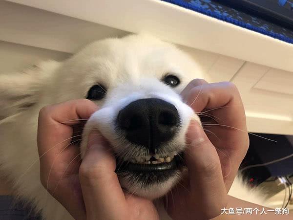 萨摩耶软糖被命运的网罩住脸, 一脸敢怒不敢言, 妈妈: 扎紧点漂亮
