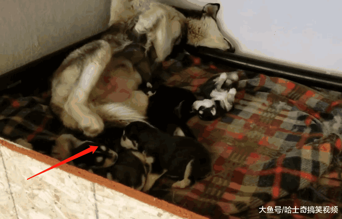 二哈太困不想喂奶, 结果直接把奶狗踢开, 网友: 被踢笨了