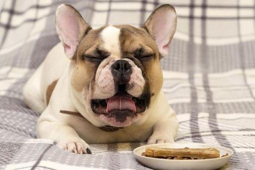 法国斗牛犬虽好, 可是这5个“缺点”却不容忽视, 贵是第一