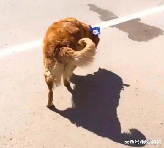 以为是谁给狗发了个传单, 拿下来一看笑喷: 我吃了八个包子没给钱