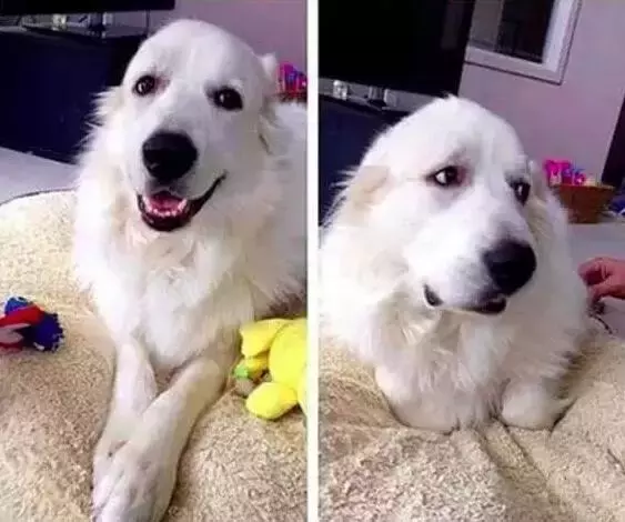 你家狗狗都做过哪些让你哭笑不得的事