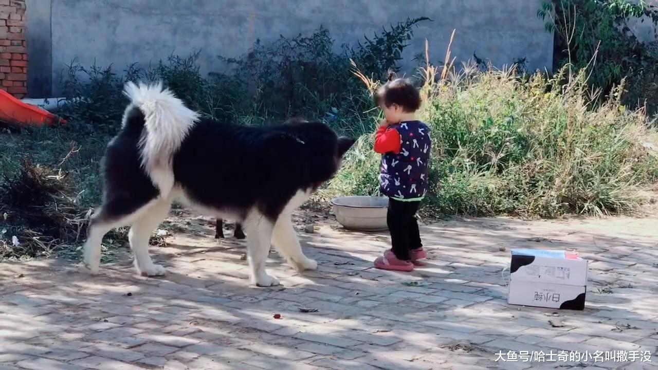 这是我的小主人只能我陪她玩, 阿拉斯加对凑过来的土狗发出了警告