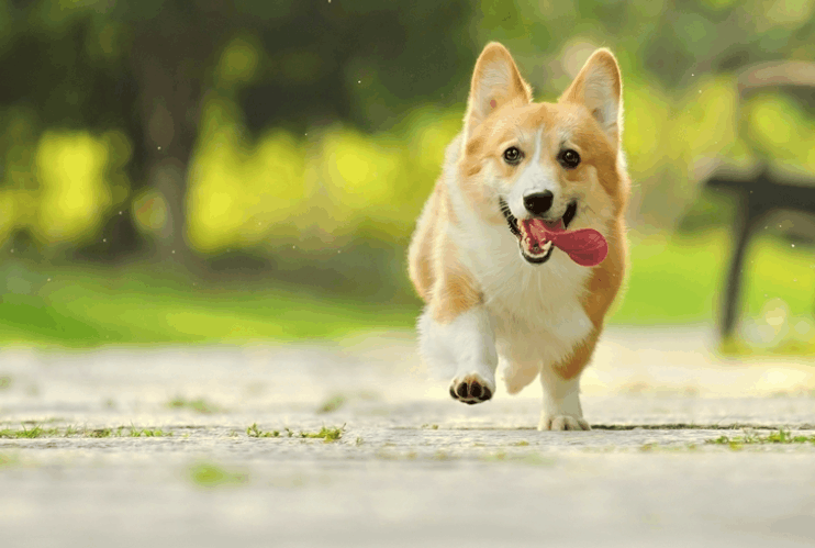 小伙工作太忙, 3只狗狗在父母家生崽了, 再见时比过年还兴奋!