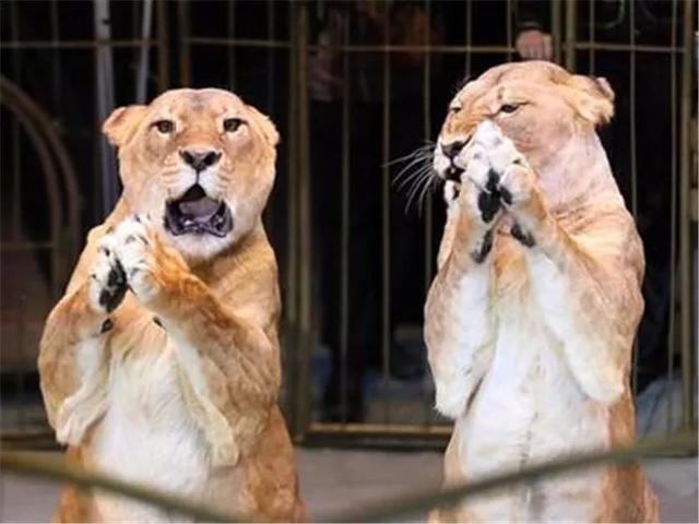 狮子被划入可爱动物触摸区, 毫无尊严可言, 强装凶狠仍被大汉吓唬