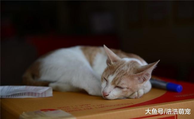 猫咪把爪子藏在身子下面是为什么? 原因很简单