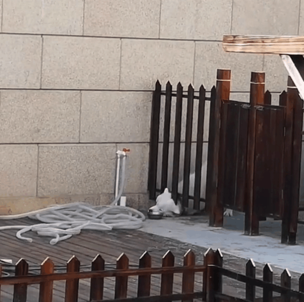 聪明萨摩口渴自己接水喝, 还会拧开水龙头, 网友: 这狗不纯……