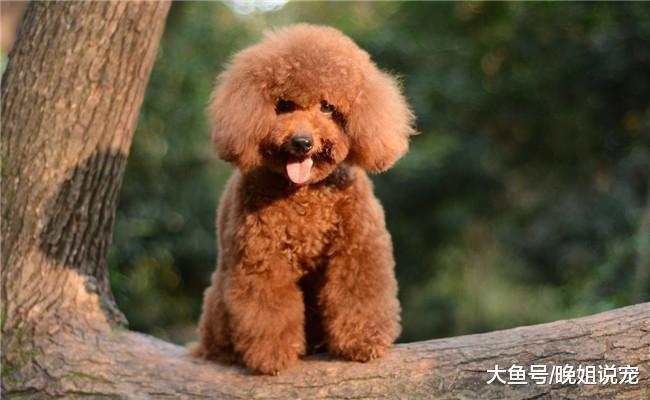 泰迪出现下面5种情况时, 这是它临终的表现, 宠主要注意