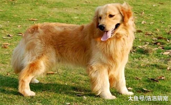 最容易翻脸不认人的4种狗, 对主人不会忠心, 谁见了谁都会心寒