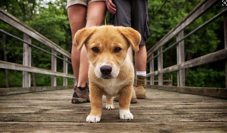 被蟒蛇吞了一半还能活下来吗? 这只狗狗告诉你什么叫做命大!