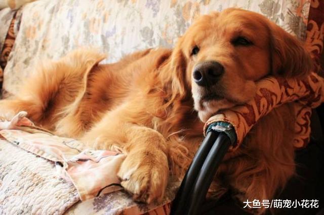 如果还有选择的机会, 我可以不养金毛犬吗? 太崩溃了!