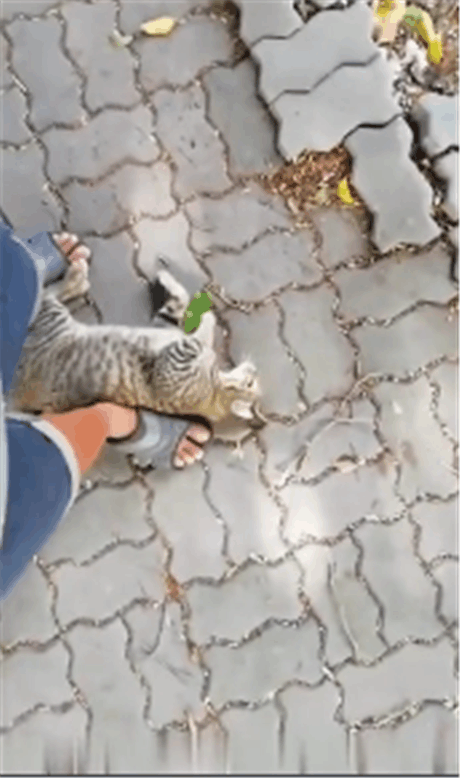 今天外出被一只猫赖上了, 怎么办, 在线等, 急!