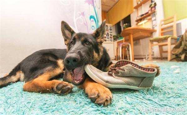 狗狗这5个“捣蛋”行为, 其实在告诉你: 它想你了!