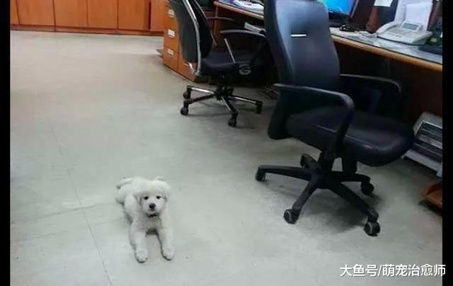 警员在巡逻时发现一只受伤小狗, 如今它已成为派出所里的吉祥物!