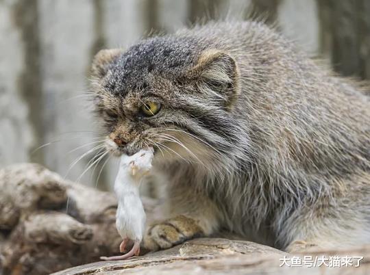 猫科动物中的“大毛球”, 却是不折不扣的捕蛇高手