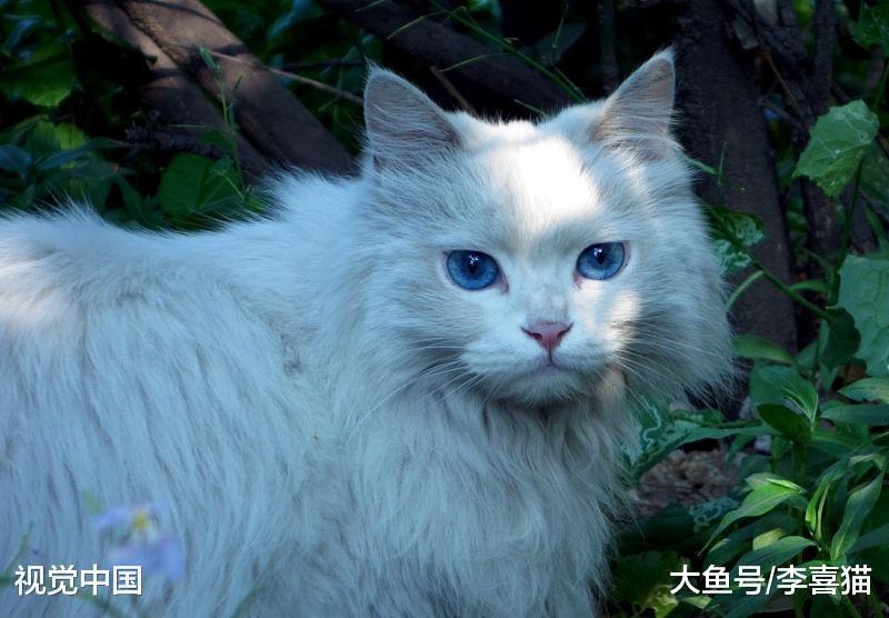 猫咪的性格跟品种之间没有强关联, 只要你肯付出, 它们都是小天使