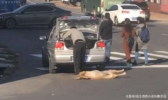 还以为金毛被车撞了, 谁知道这家伙只是不想回家耍赖呢, 调皮!