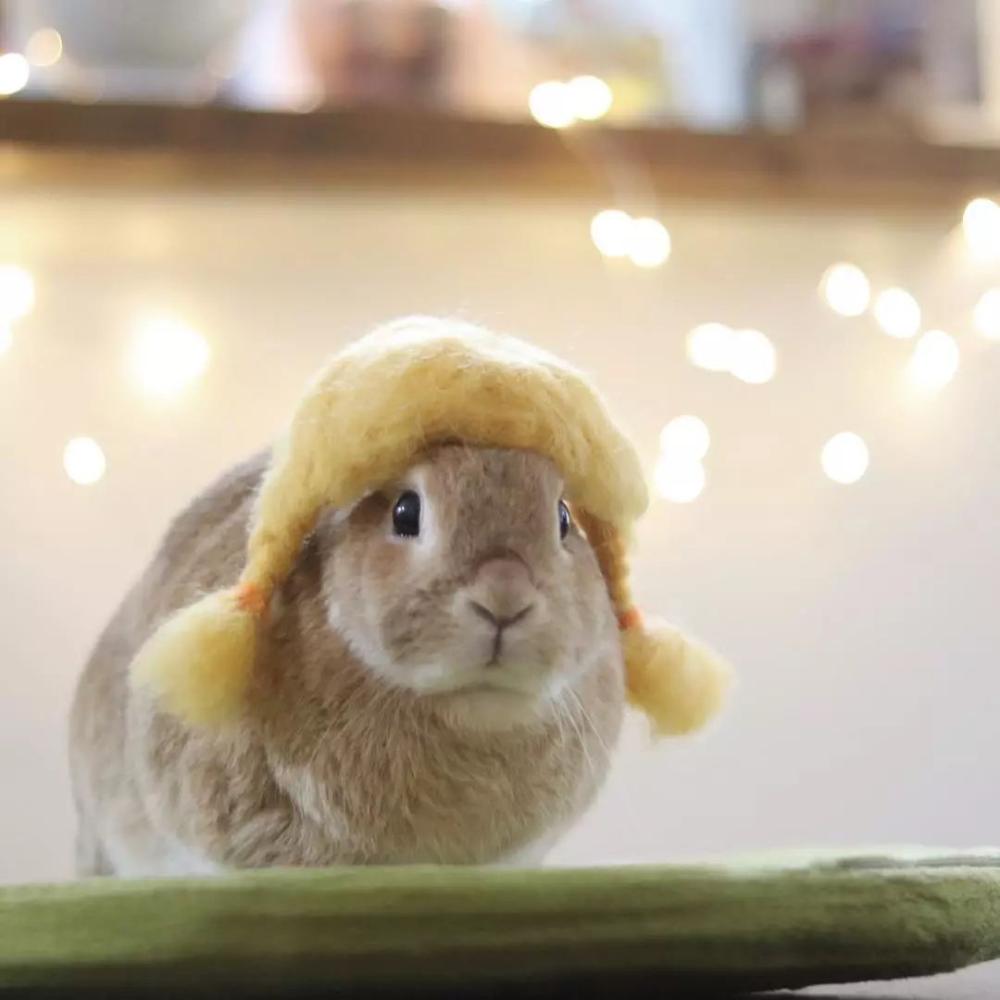 承认吧, 你还没有这只兔兔的头发多