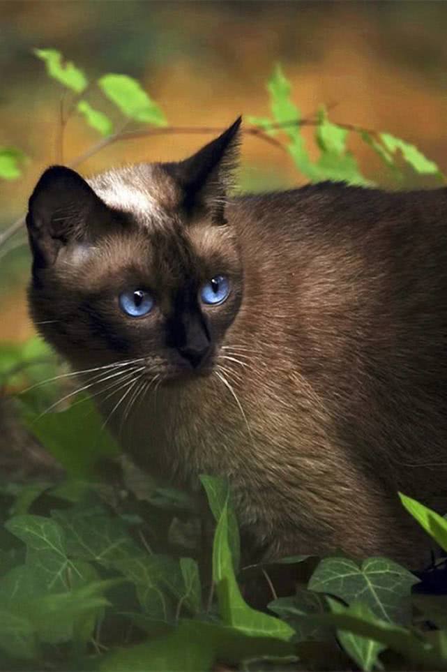 有朋友对暹罗猫感兴趣吗? 想养的朋友, 提前跟着小编了解它们!