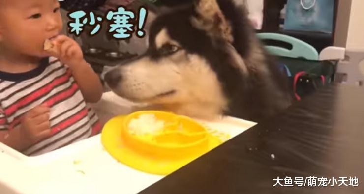 雪橇犬为吃大手温柔击掌, 小主人笑开怀: 零食都给你