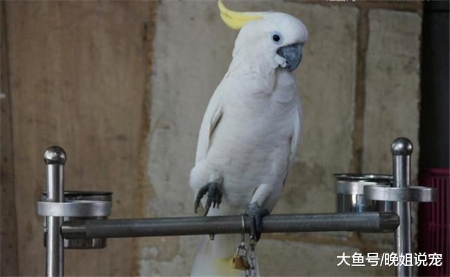 鹦鹉拔自己羽毛有3个原因, 看完涨知识了