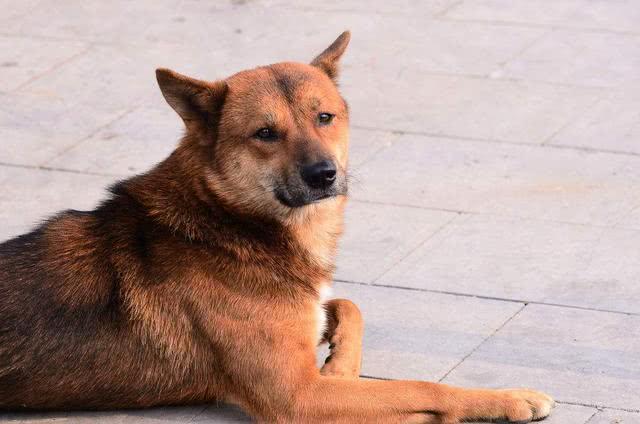 土狗因同伴离世而悲痛绝食, 主人心中焦急, 打葡萄糖为它续命!