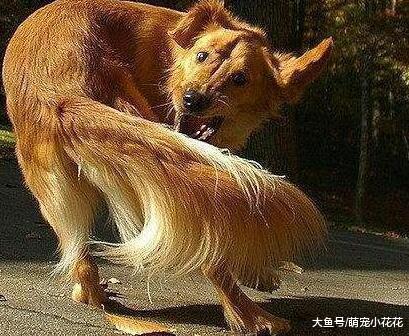 狗狗啃自己“尾巴”的5个意思, 它是在提醒你, 它生病了!