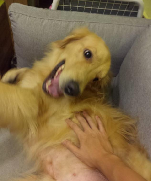 金毛犬有血统和没血统有什么区别?