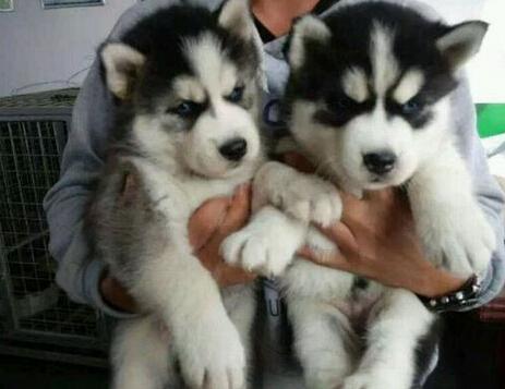 时代先锋 如何当一名称职的哈士奇主人