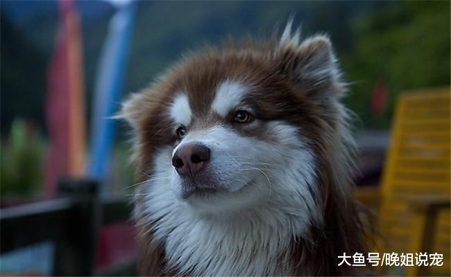 狗界种, 傻狗不只有二哈, 下面两种狗狗比二哈强不了多少