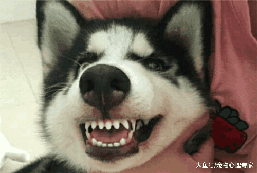 二哈路边偶遇迷路小奶狗, 耍赖要求带回家, 从此性别被颠倒