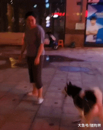 二哈被送宠物店寄养, 两天主人接狗, 二哈: 现在才来, 你不爱我唠
