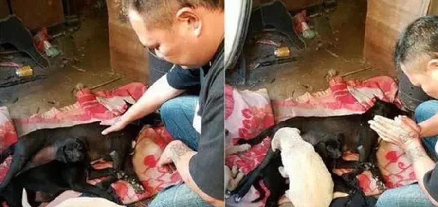 母狗在桥下生下7只狗崽, 救助员赶到桥下救时, 见到这一幕泪奔